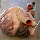 El gigantesco corazón de una ballena azul