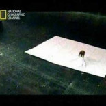 National Geographic: Dicen que ningún trozo de papel puede ser doblado más de 7 veces