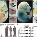 Cómo perdió el hombre el hueso del pene