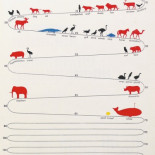 ¿Cuánto viven los animales?