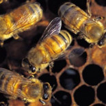 La desaparición de abejas ya es un problema global