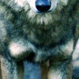 El lobo vuelve a Extremadura