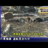 Un perro que sobrevivió al tsunami y no deja a su compañero