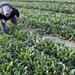 La OMS: la radiación en los alimentos es 'mucho más seria' de lo previsto