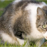 En EEUU mueren muchos más pájaros por ataques de gatos que por aerogeneradores [ENG]