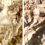 Por primera vez encuentran un embrión completo de un saurópodo