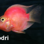 Se siguen creando monstruos: el caso del pez Parrot