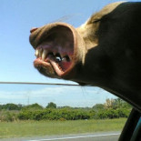 Perros con cara de velocidad