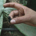 Así evita Israel la muerte de civiles en Gaza