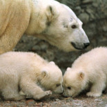 ¿Es normal preferir a uno de tus hijos?