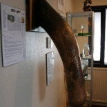 El museo de penes ya tiene un ejemplar humano