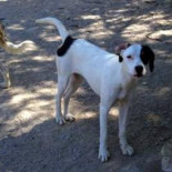 Protectora de Tortosa se queda en la calle con 110 perros