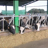 España devolverá 115,7 millones a Bruselas por la mala gestión de los fondos agrícolas