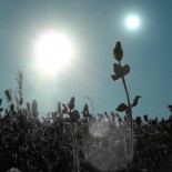 ¿Cómo serían las plantas en un planeta con dos o más soles?