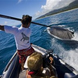 Las ballenas jorobadas navegan en línea recta durante semanas con la precisión de un GPS