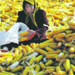 China empieza a acumular fincas agrícolas y ganaderas en todo el mundo, con grandes adquisiciones en África y América