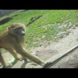 El mono que está hasta los huevos de que le miren [HUMOR]