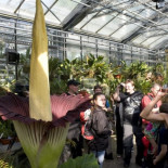 La flor de peor olor  del mundo florece por primera vez en 10 años. (eng)