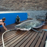 Cómo etiquetar a un tiburón blanco de dos toneladas