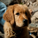 Uno de cada tres animales abandonados es un cachorro