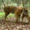 WWF graba a tigres en extinción en un bosque que va a ser talado
