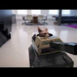 Los gatos pasan a la acción