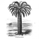 La planta más solitaria del mundo