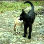 Los gorilas son capaces de sentir empatía por los gatitos