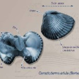 Metodologías reproductivas de los berberechos