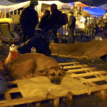 Perroflauta, en letra redonda y en una sola palabra