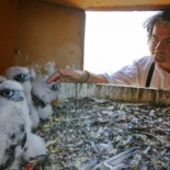 Unos ladrones se llevan los polluelos de halcón de la Sagrada Família