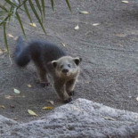 Nace una cría de binturong por primera vez en más de veinte años en España