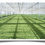 El pepino, la agricultura tecnológica andaluza y la incultura alemana