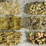 Los brotes germinados en Alemania son el origen del brote de E. coli.