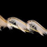 Por qué tener sexo con seres del futuro es una mala idea [En]