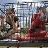 San Francisco quiere prohibir la venta de mascotas