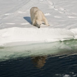 ¿A quién le importa que se funda el Ártico?