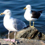 La falacia del continuo