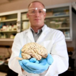 ¿Por qué encoge nuestro cerebro?