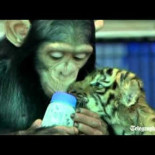 Un chimpancé alimenta a una cría de tigre en un zoo de Tailandia