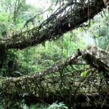 Meghalaya: La ciudad india de los puentes hechos de raíces de árboles