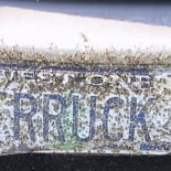 ¿Cuántos insectos mueren estrellados contra los vehículos?