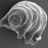 ¿Cuál es el animal más difícil de matar del mundo?