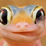 La asombrosa foto del gekko bebiendo