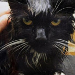 Un gato sobrevive después de que su dueño intentase cocinarlo en un microondas