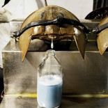 La valiosa sangre azul del cangrejo herradura