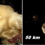 La cara de un perro de acuerdo a la velocidad