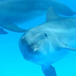 Ruidos que están matando a los animales marinos