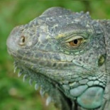 Dormir al lado de una planta no causa asfixia. Mito desmentido