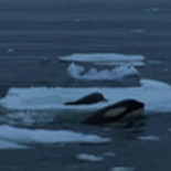 National Geographic graba a un grupo de orcas ideando un plan para cazar